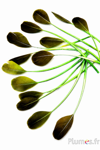 Eend - 18-20 cm - lime-koffie